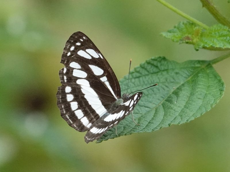 <i>Neptis hylas</i> (Common Sailer)