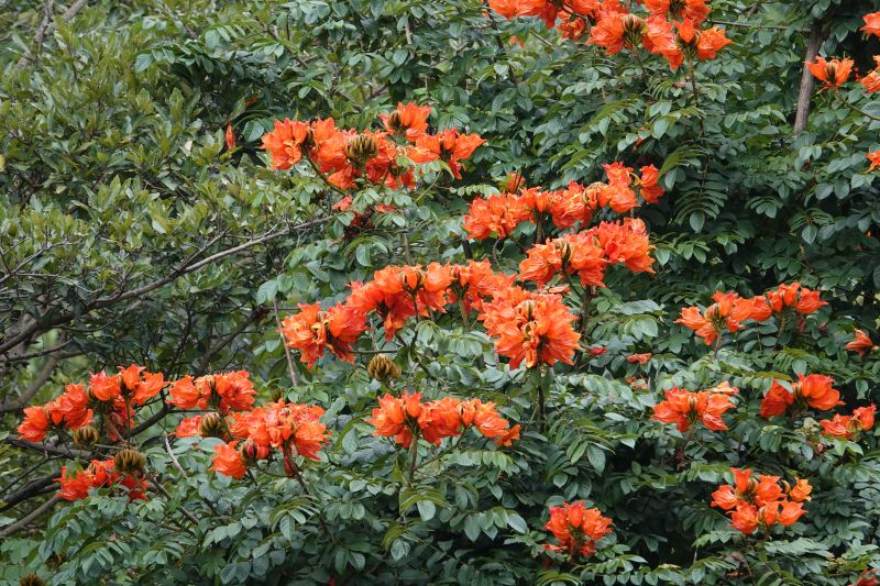 <i>Spathodea</i> (null)