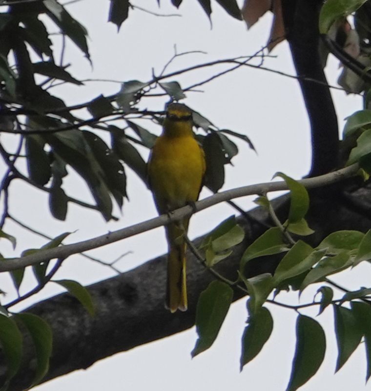 <i>Pericrocotus flammeus</i> (Orange Minivet)