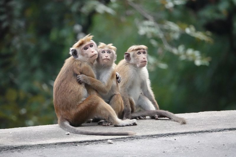<i>Macaca sinica</i> (Toque Macaque)