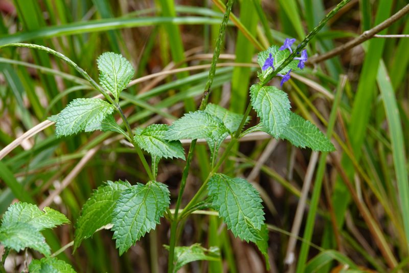<i>Stachytarpheta</i> (Porterweed)