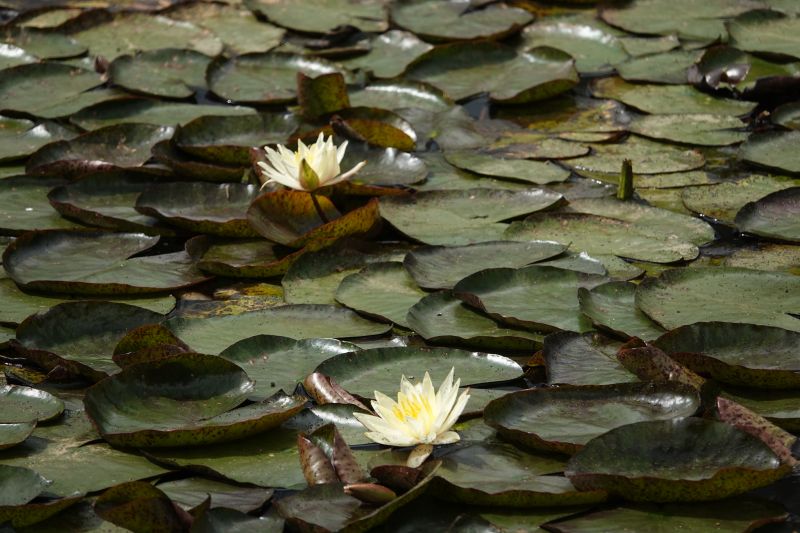 <i>Nymphaea alba</i> (White Water-lily)