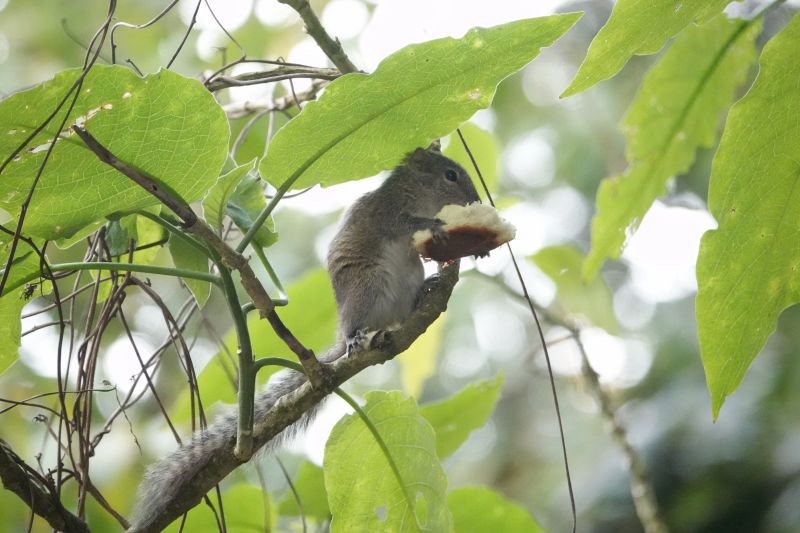 <i>Funambulus palmarum</i> (Three-striped Palm Squirrel)