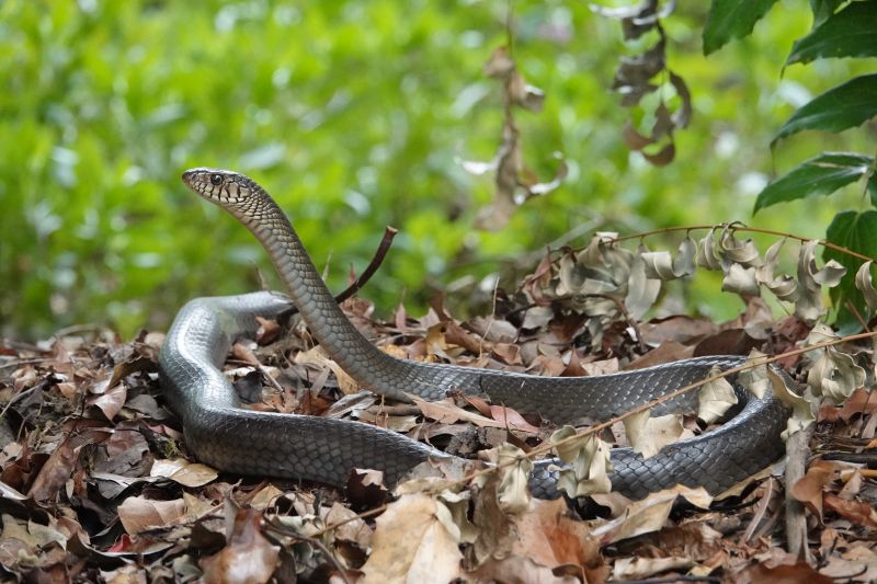 <i>Ptyas mucosa</i> (Oriental Rat Snake)