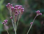 43.jpeg - 2019:02:09 10:07:41