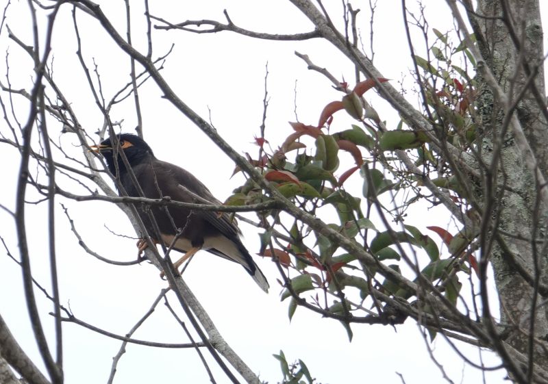 <i>Acridotheres tristis</i> (Common Myna)