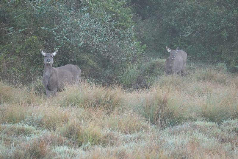 <i>Rusa unicolor</i> (Sambar)