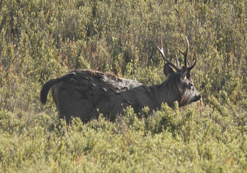 <i>Rusa unicolor</i> (Sambar)