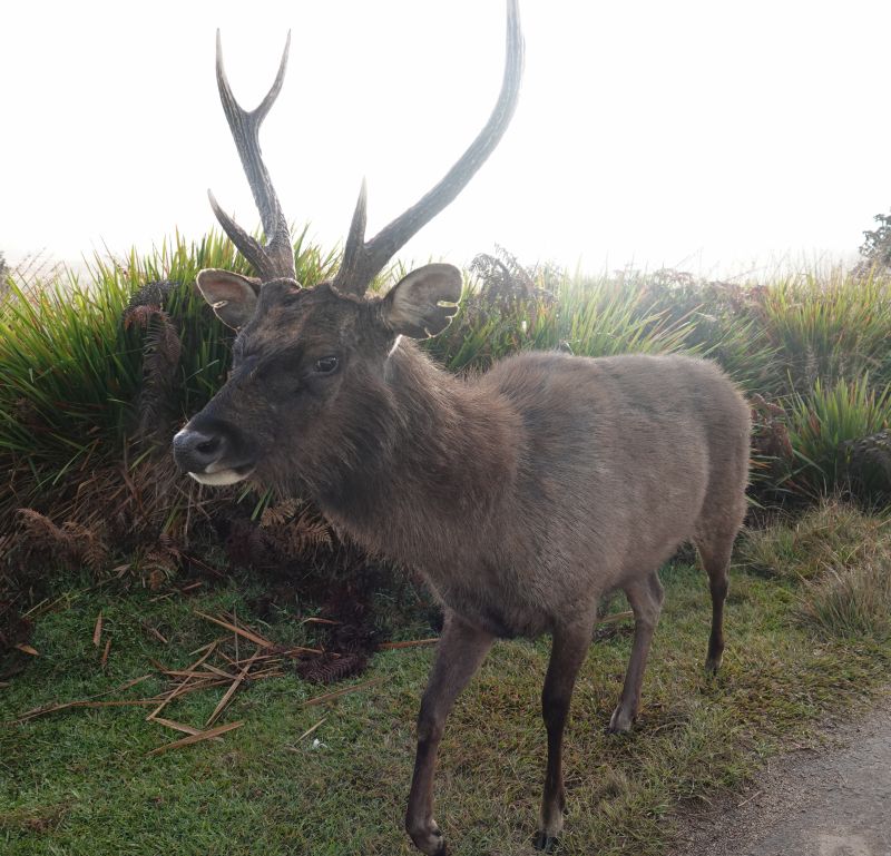 <i>Rusa unicolor</i> (Sambar)