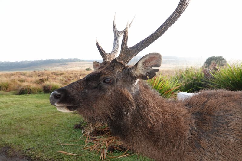 <i>Rusa unicolor</i> (Sambar)