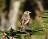 15.jpeg - 2019:02:09 01:52:57