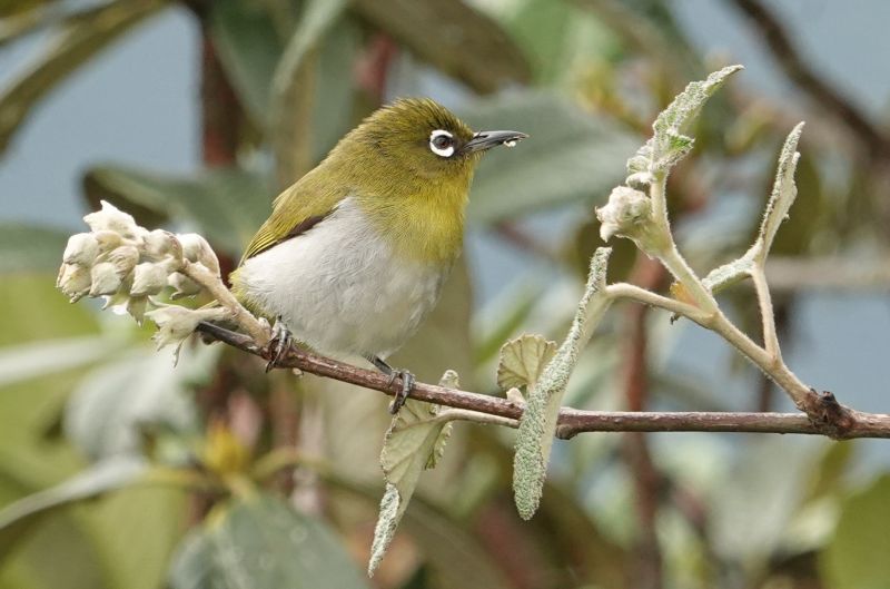 <i>Zosterops ceylonensis</i> (Sri Lanka White-eye)