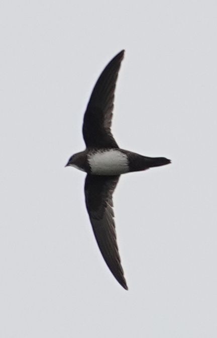 <i>Apus melba</i> (Alpine Swift)