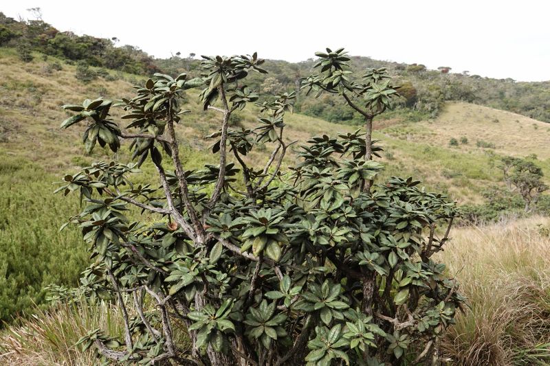 <i>Plantae</i> (plants)