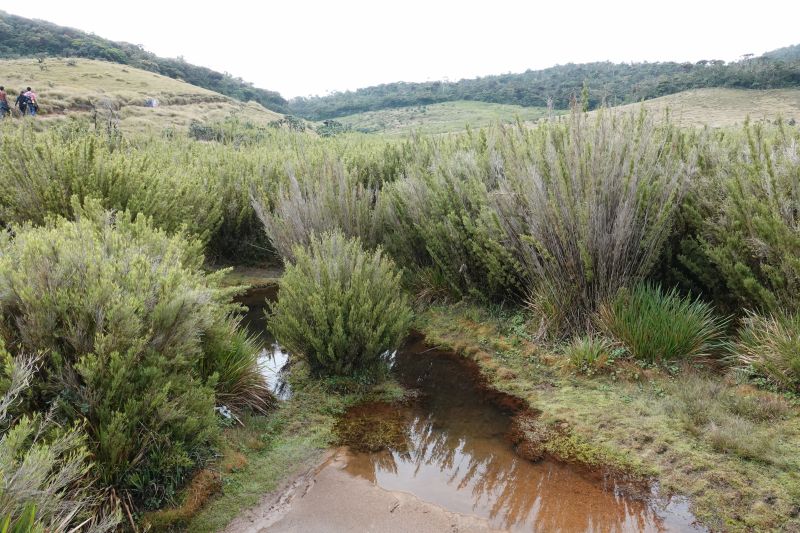 <i>Lampides boeticus</i> (Pea Blue)