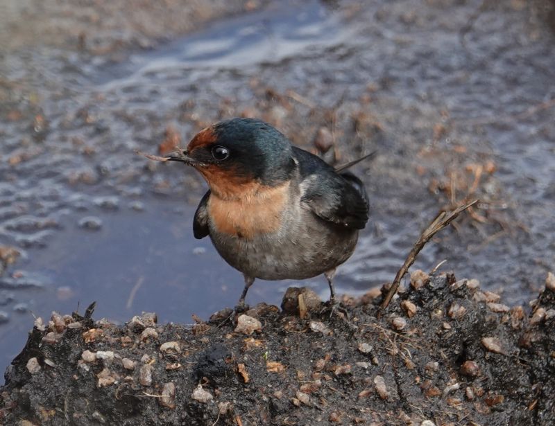 <i>Hirundo tahitica</i> (Pacific Swallow)