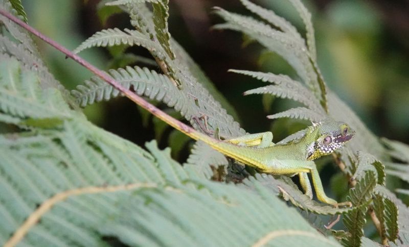<i>Calotes nigrilabris</i> (Black-cheek lizard)