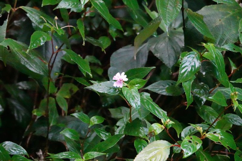 Viewing photos→2019→2019-02-09→59