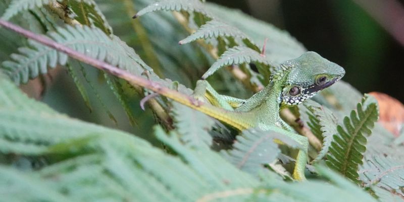 <i>Calotes nigrilabris</i> (Black-cheek lizard)