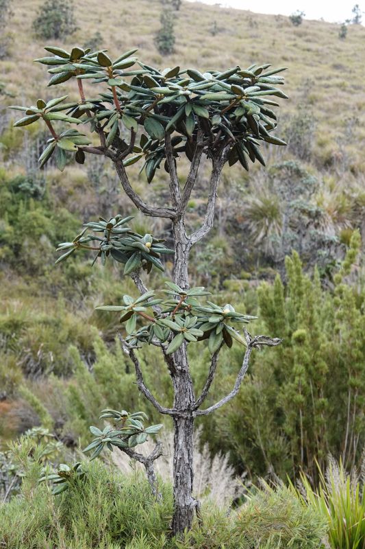 <i>Plantae</i> (plants)