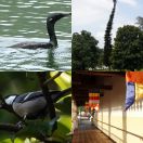 2019-02-10 - 2019-02-11<br/>
<b>Kandy (මහනුවර), Sri Lanka</b>
