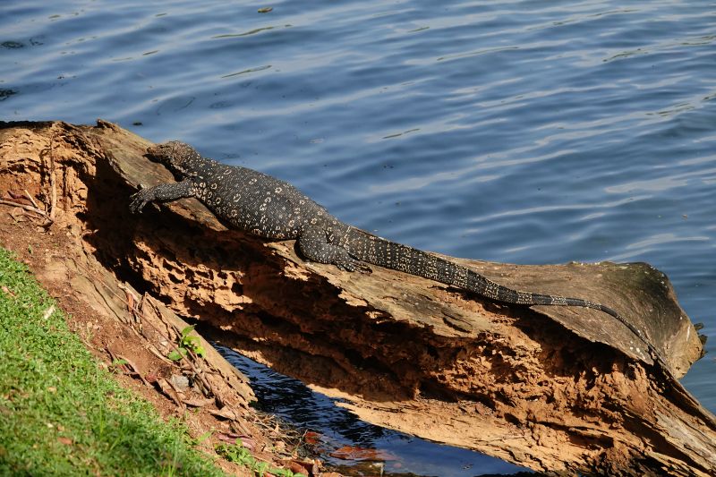 <i>Varanus salvator salvator</i> (Asian Water Monitor)