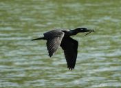 007.jpeg - 2019:02:11 03:44:10