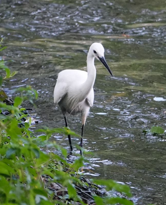 <i>Egretta garzetta</i> (Little Egret)