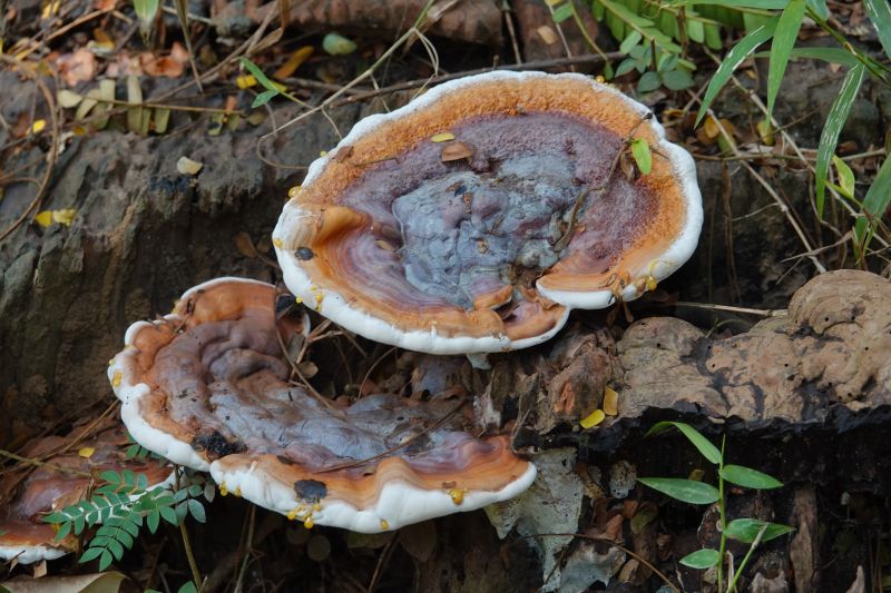 <i>Ganoderma</i> (artist's bracket and allies)