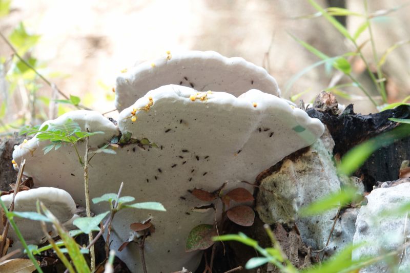 <i>Ganoderma</i> (artist's bracket and allies)