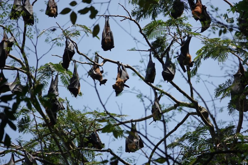 <i>Pteropus giganteus</i> (Indian Flying Fox)