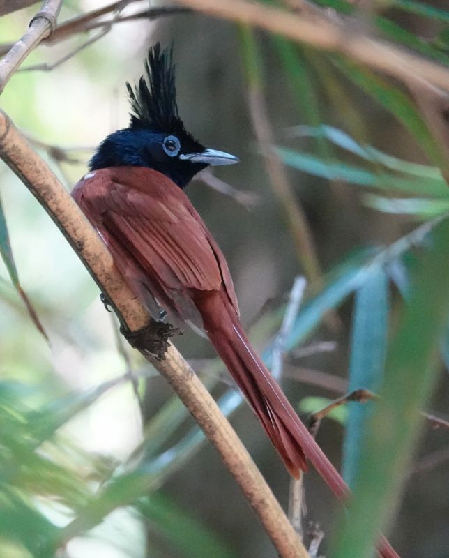 <i>Terpsiphone paradisi ceylonensis</i> (Ceylon Paradise-flycatcher)