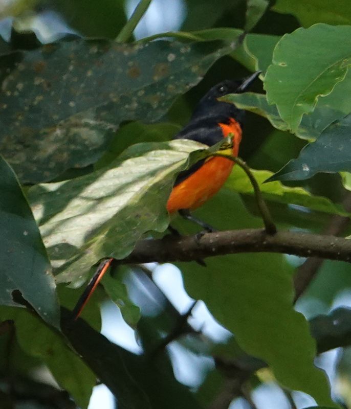 <i>Pericrocotus flammeus</i> (Orange Minivet)
