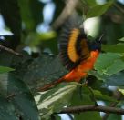 045.jpeg - 2019:02:11 07:16:25