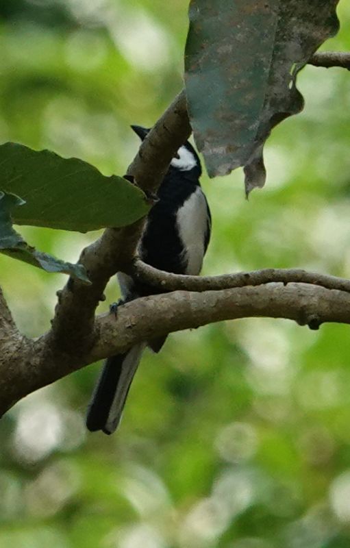 <i>Parus cinereus</i> (Cinereous Tit)