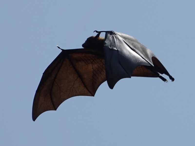 <i>Pteropus giganteus</i> (Indian Flying Fox)