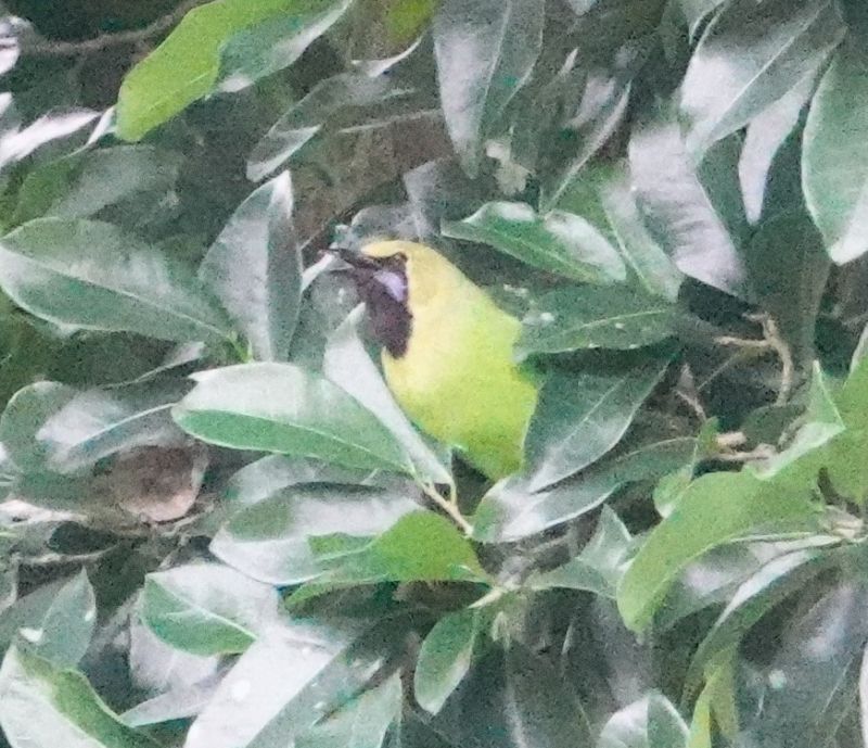 <i>Chloropsis jerdoni</i> (Jerdon's Leafbird)