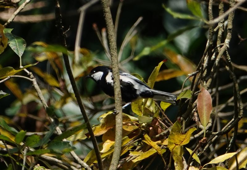 <i>Parus cinereus mahrattarum</i> (null)