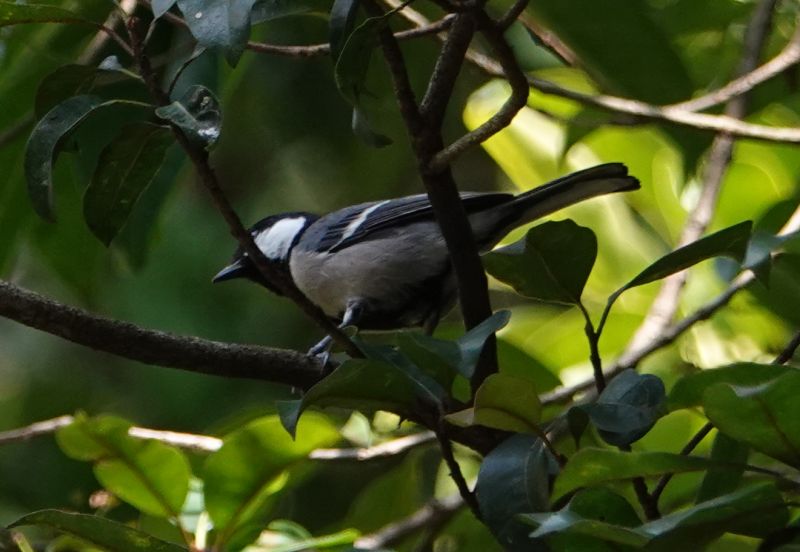 <i>Parus cinereus</i> (Cinereous Tit)