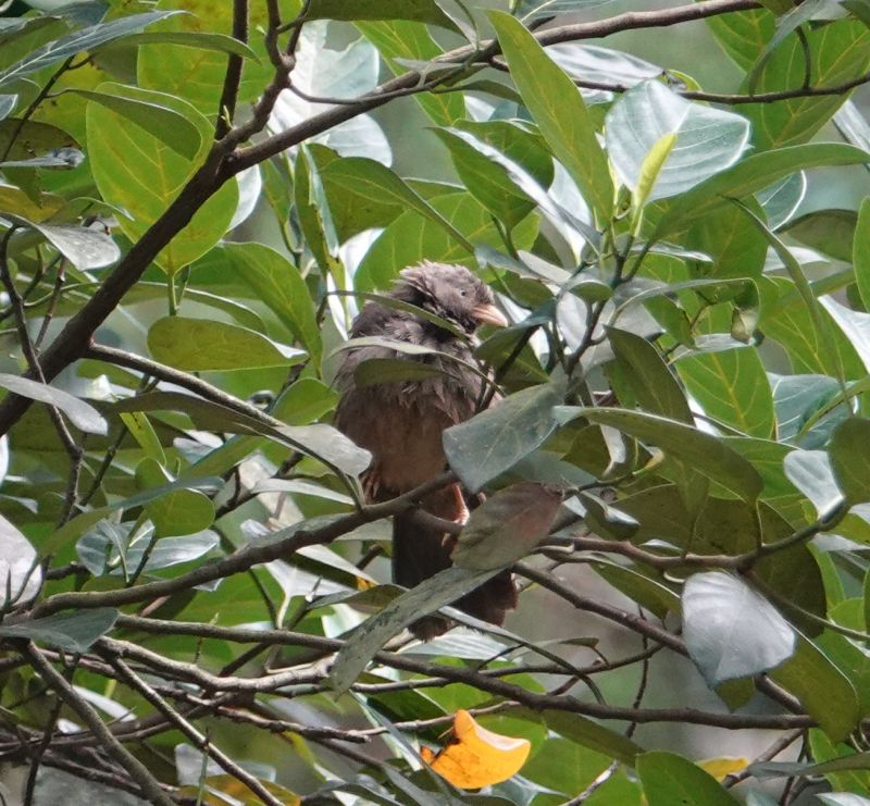 <i>Turdoides affinis</i> (Yellow-billed Babbler)