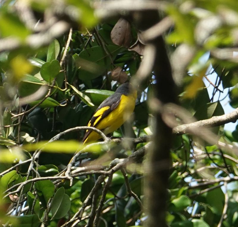 <i>Pericrocotus flammeus</i> (Orange Minivet)