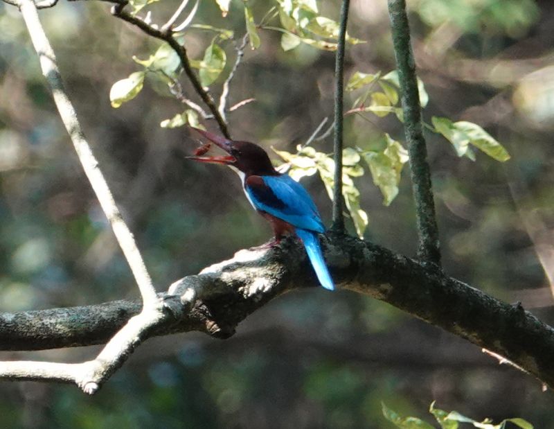 <i>Halcyon smyrnensis</i> (White-throated Kingfisher)