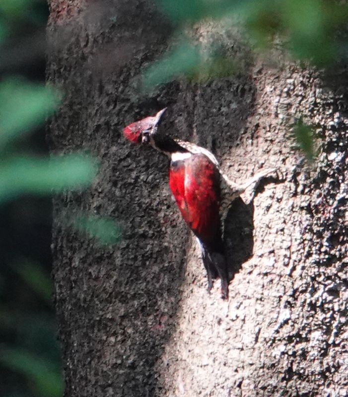 <i>Chrysocolaptes stricklandi</i> (Crimson-backed Flameback)
