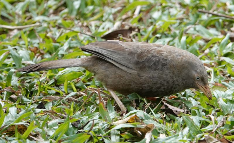 <i>Turdoides affinis</i> (Yellow-billed Babbler)