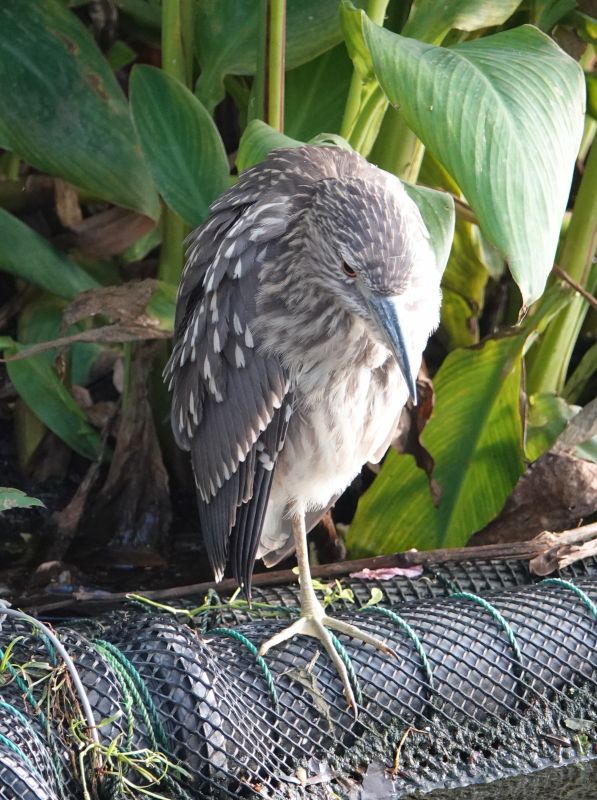 <i>Nycticorax nycticorax</i> (Black-crowned Night-Heron)