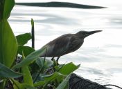 080.jpeg - 2019:02:11 11:22:38