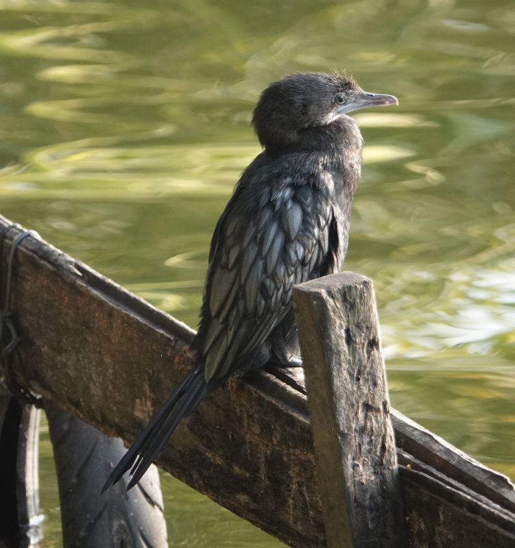 <i>Microcarbo niger</i> (Little Cormorant)