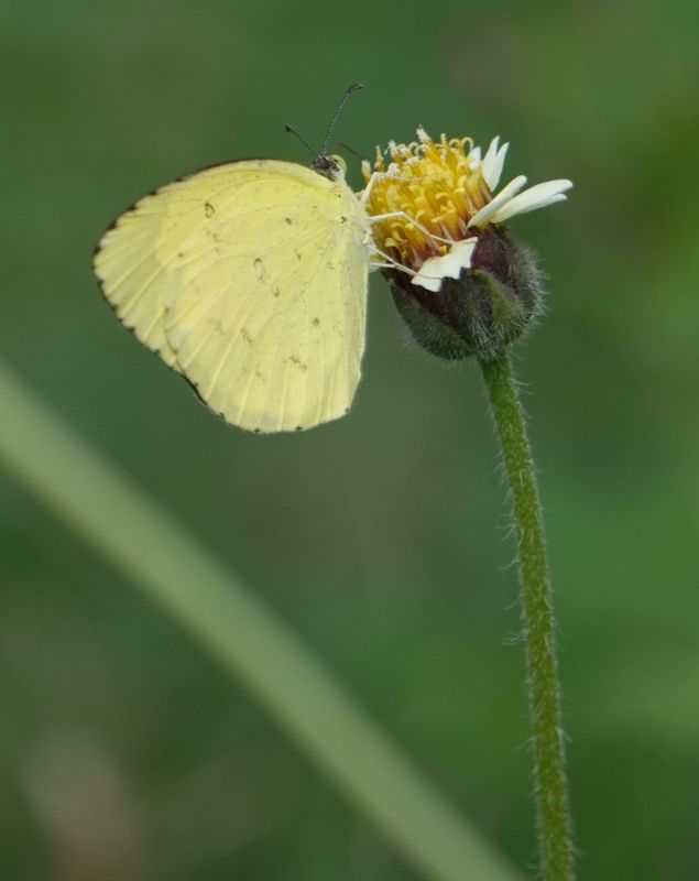 <i>Eurema hecabe</i> (Common Grass Yellow)
