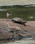 108.jpeg - 2019:02:14 07:26:42