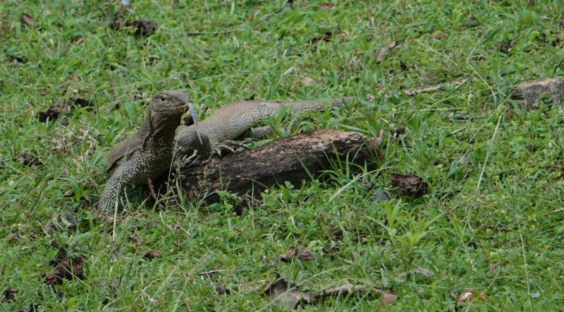 <i>Varanus bengalensis</i> (Bengal Monitor)